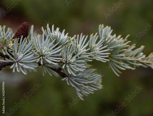 Close Up of a Blue Atlas Cedar Bough with Pine Cones Against Green Background photo
