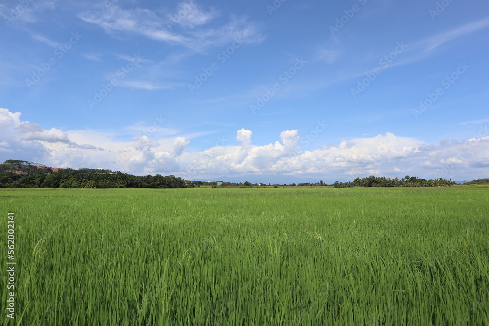 Obraz premium green field and blue sky