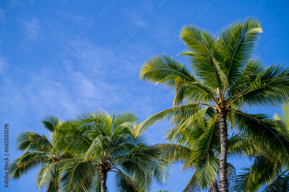 Fototapeta premium Green Coconut Palm Trees Against Blue Sky.