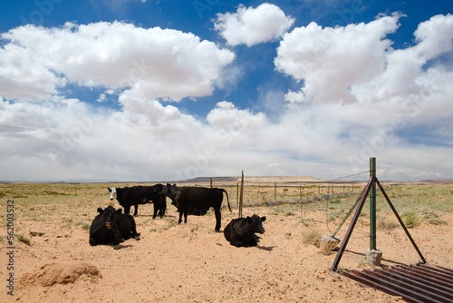 фотографія Black cows grazing in a desert in Arizona