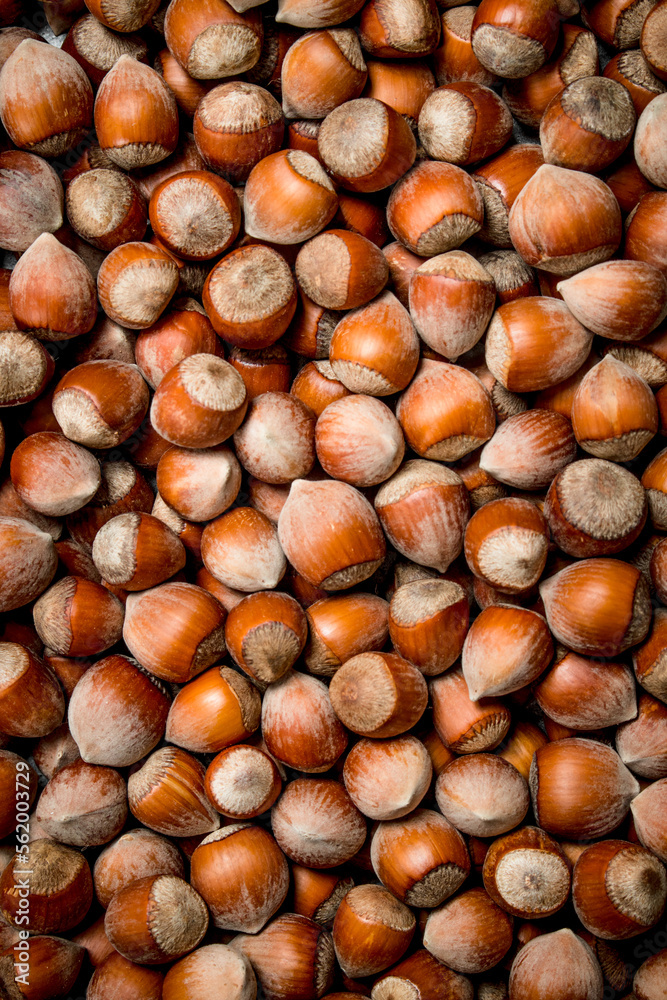 The texture of the hazelnut in shell. The texture of the hazelnut in shell.