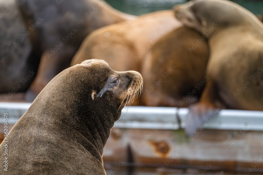 Fototapeta premium Close-up of a sea lion.
