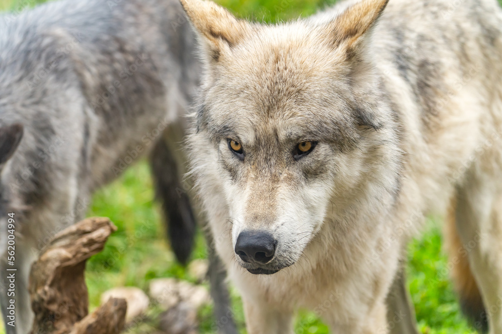 Portrait of wolf at Yellowstone Grizzly and Wolf Discovery Center. Portrait of wolf at Yellowstone Grizzly and Wolf Discovery Center.