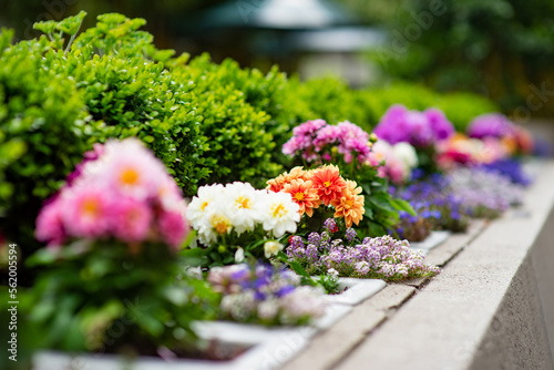 Foto Colourful dahlia flowers blossoming on a flower bed in the downtown of San Franc