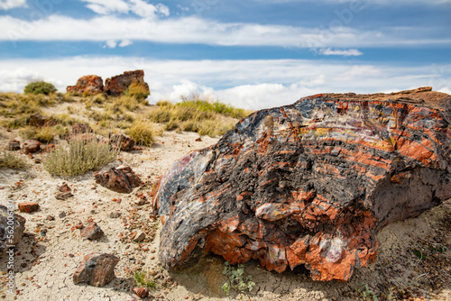 Stunning petrified wood in the Petrified Forest National Park, Arizona, USA