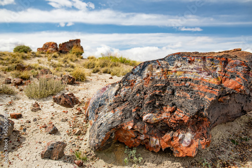 Stunning petrified wood in the Petrified Forest National Park, Arizona, USA photo