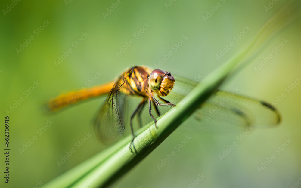 A dragonfly perched on green leaf and nature background, Selective focus, insect macro, Colorful insect in Thailand. A dragonfly perched on green leaf and nature background, Selective focus, insect macro, Colorful insect in Thailand.