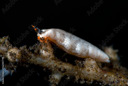 Sea slug - Dermatobranchus albus. Underwater macro world of Tulamben, Bali, Indonesia. photo