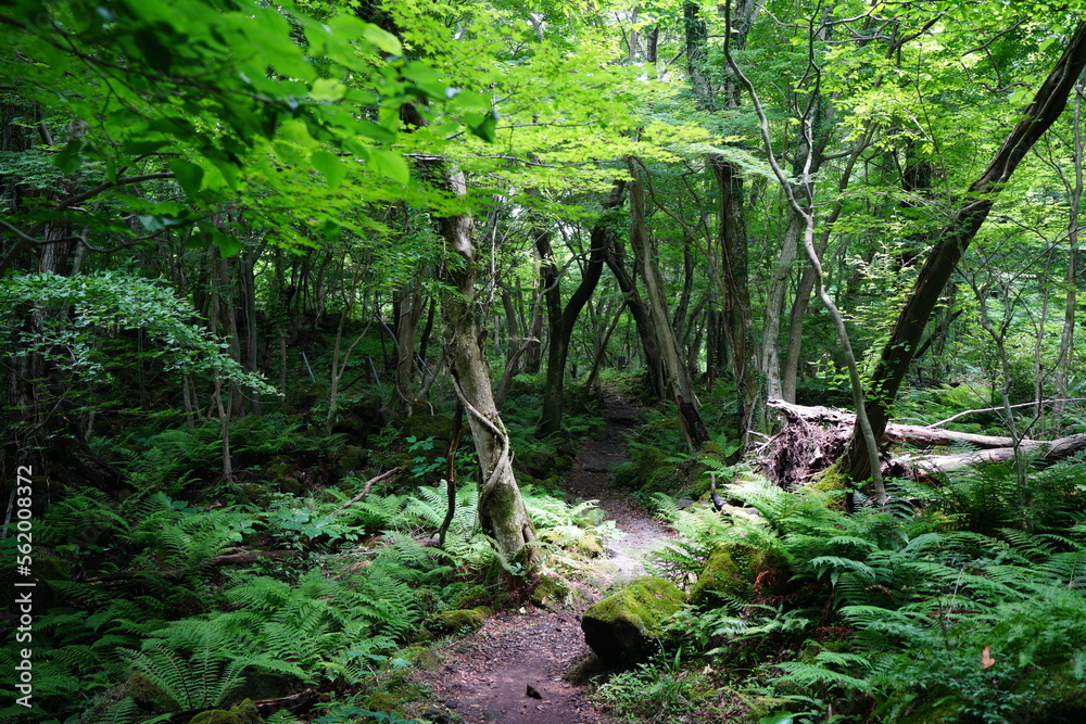 Obraz premium fine spring forest in the gleaming sunlight