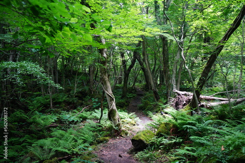 fine spring forest in the gleaming sunlight