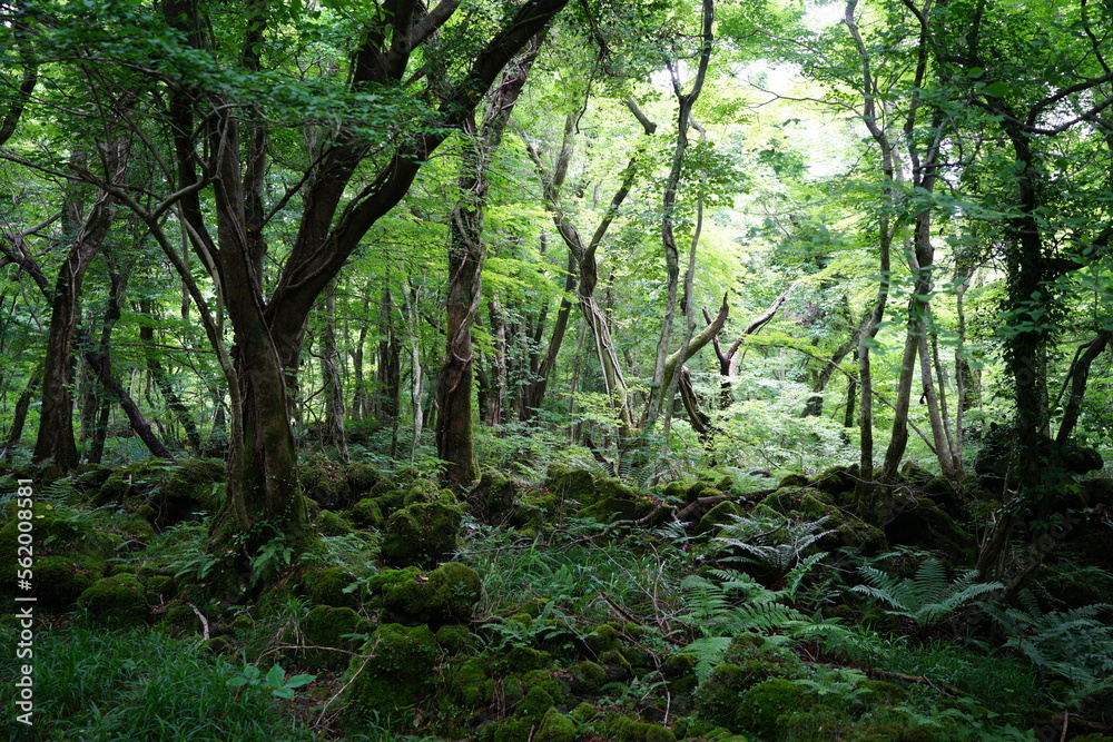 thick primeval forest in springtime thick primeval forest in springtime