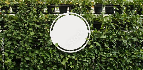 Mock up Blank white of signboard on plants wall space for text.  product display montage