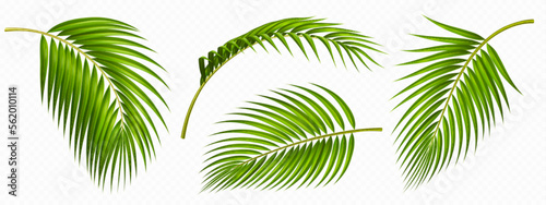 Tropical green palm leaves set. Tropical plant branches isolated on transparent background. Summer element of coconut palm foliage, front side view, vector realistic illustration