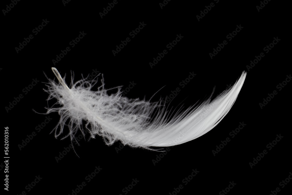 Single White Bird Feather Isolated on Black Background. Swan Feather