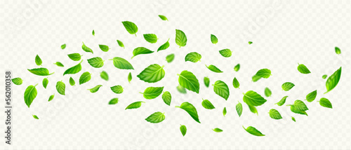 Fotografia Green mint leaves falling and flying in air