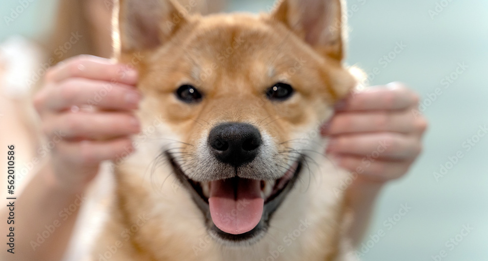 the shiba inu breed dog smiles