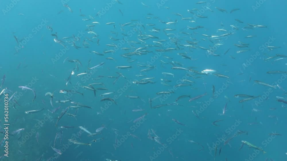 Big school of Blue Jack Mackerel fish swimming in clear blue ocean, Azores Big school of Blue Jack Mackerel fish swimming in clear blue ocean, Azores