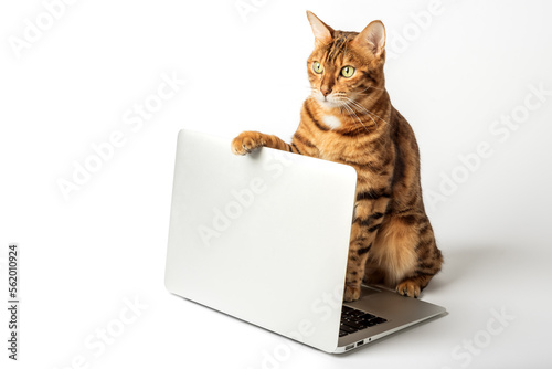 Beautiful bengal cat with a laptop on a white background.