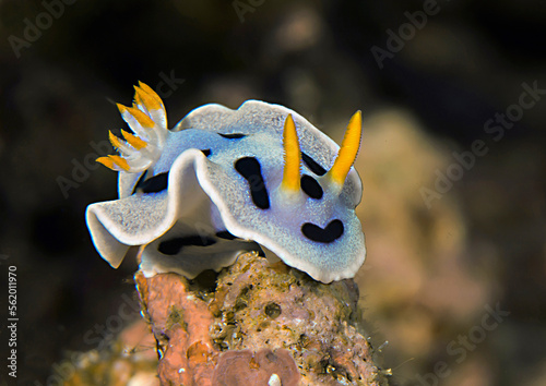 Diana's nudibranch  crawls on coral. Macro  of a sea slug ( dorid nudibranch, shellless sea slug) which
crawl on coral.