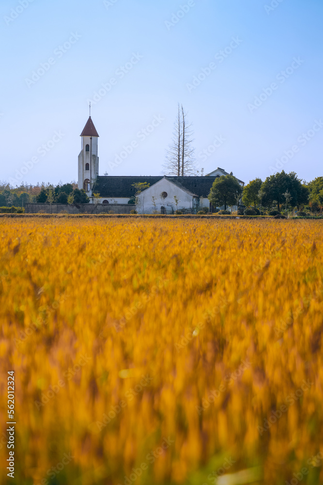 Golden rice fields in autumn farmland