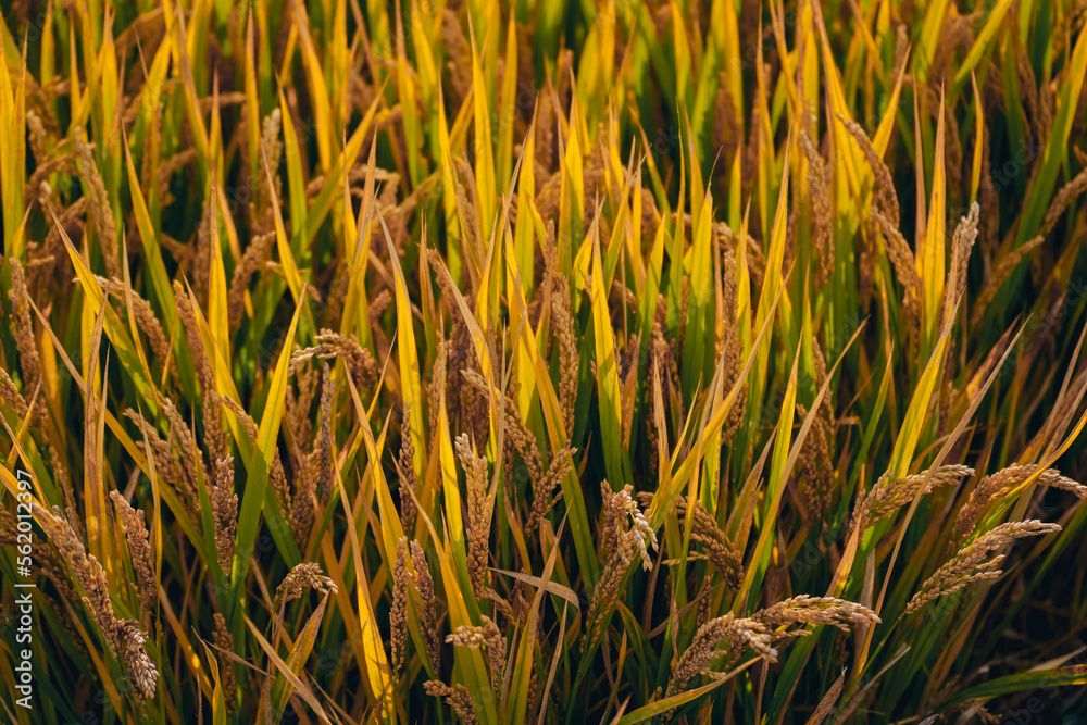 Golden rice fields in autumn farmland Golden rice fields in autumn farmland