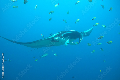 Giant Oceanic Manta ray flying by in crystal blue water photo