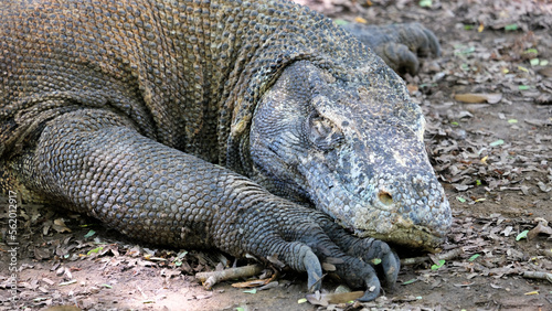 Large Komodo Dragon resting and sleeping in the forest in Komodo National Park World Heritage site on Komodo Island in Indonesia