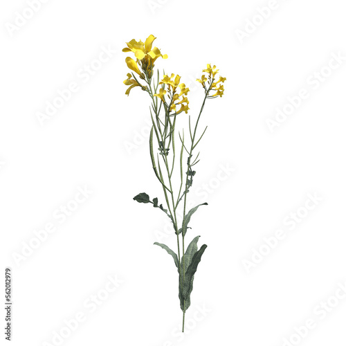 wild field grass  isolated on a transparent background  3D illustration  cg render