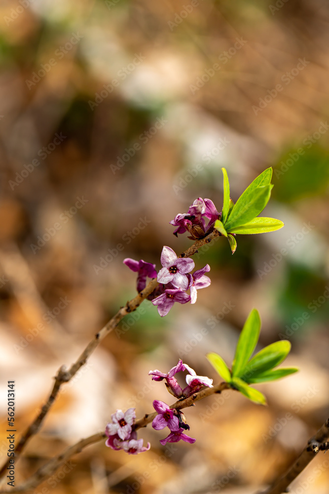 Daphne mezereum flower growing in forest Daphne mezereum flower growing in forest