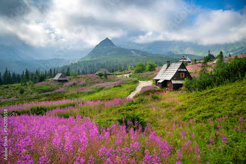 Beautiful summer morning in the mountains - Hala Gasienicowa in Poland - Tatras
