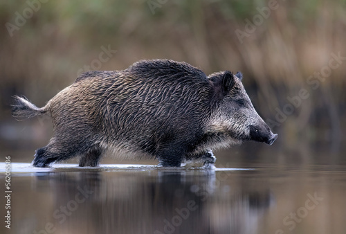 Fotografija Wild boar close up ( Sus scrofa )