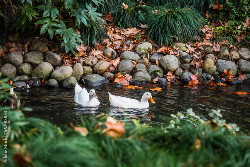 Ducks and autumn leaves in the river