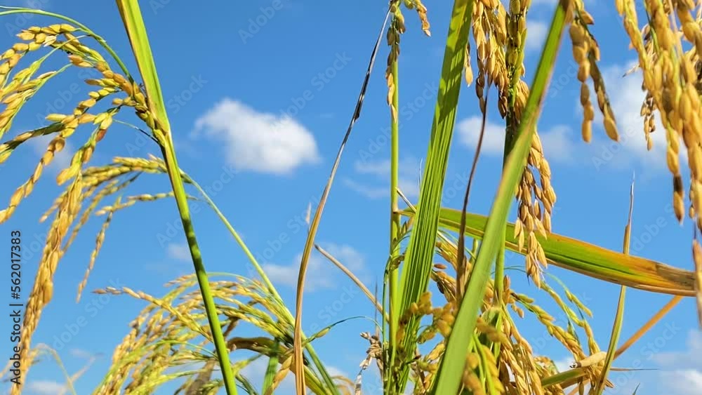 Vibrant paddy rice plant with growing crops in close up motion view Vibrant paddy rice plant with growing crops in close up motion view