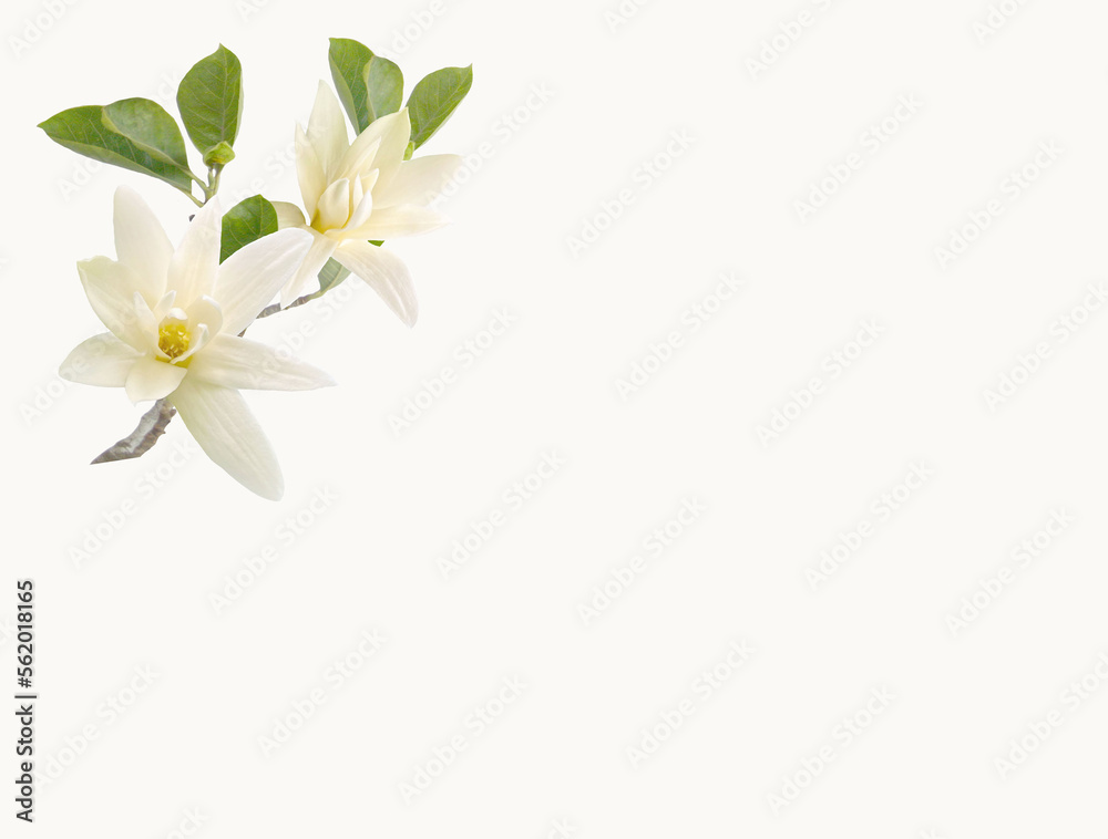 Fototapeta premium white flowers on white background