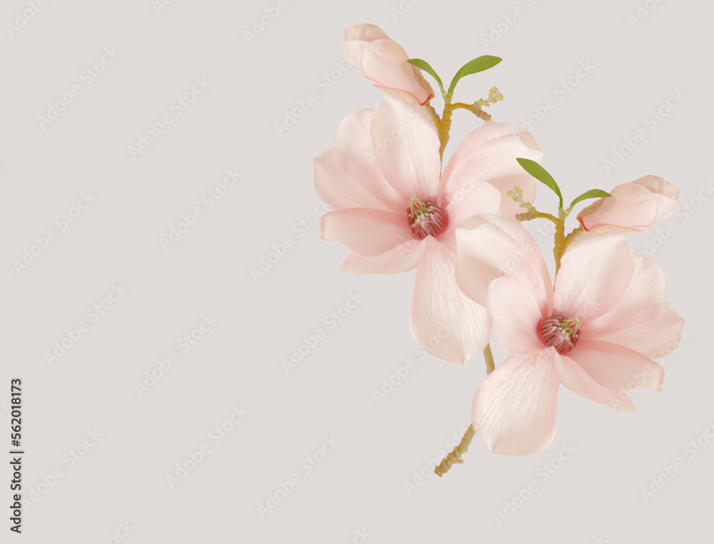 Fototapeta premium pink magnolia blossom