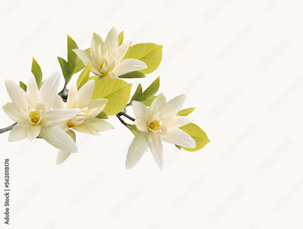 Fototapeta premium Blooming magnolia flower.