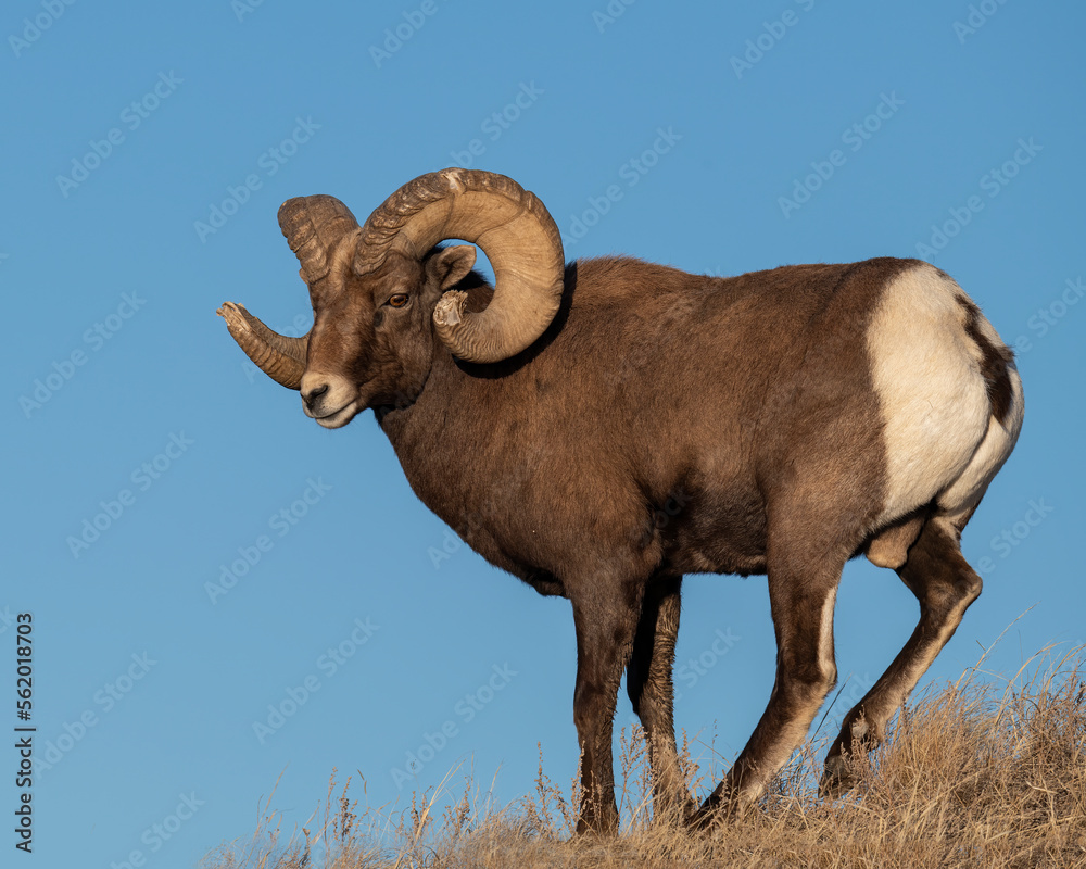 Bighorn Sheep Ram