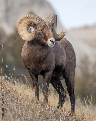 Bighorn Sheep Ram