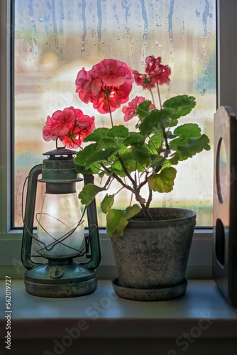 Pink room geranium flowers on the windowsill, and it's raining outside.