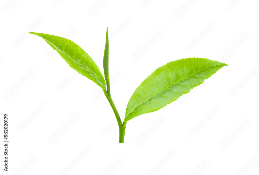 green tea leaf isolated on transparent png