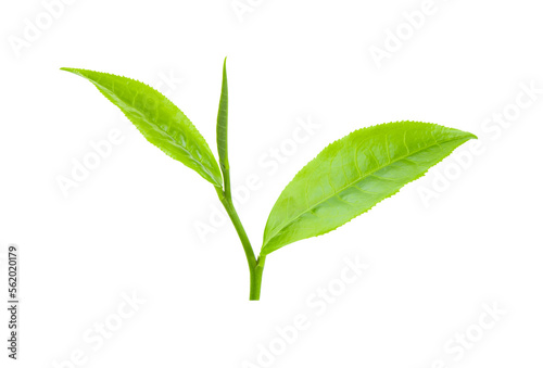 green tea leaf isolated on transparent png