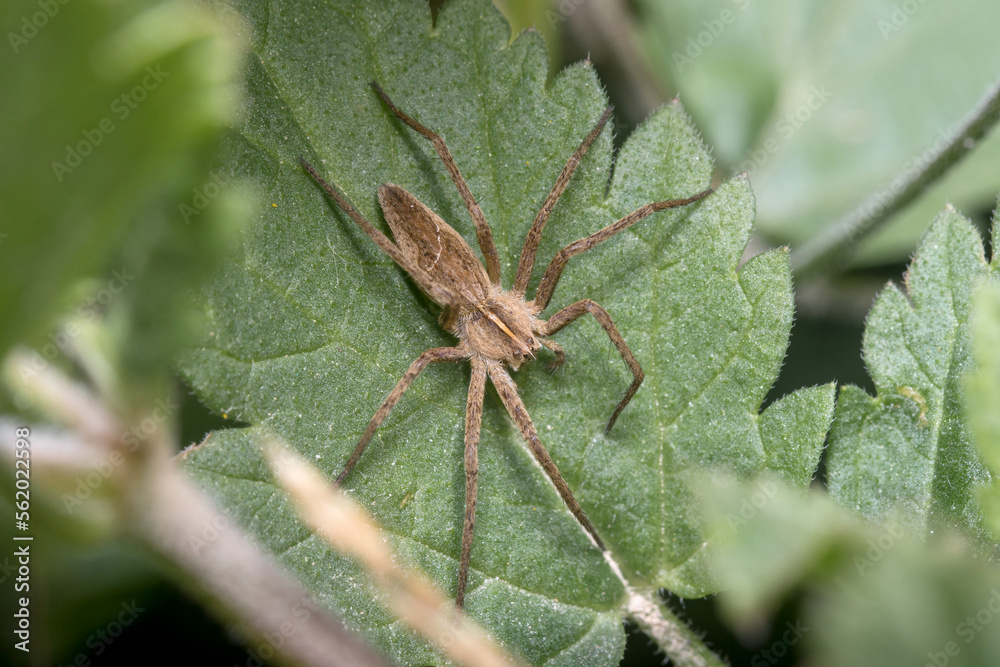 Nursery web spider, Pisaura mirabilis, posed on a green plant on sunny day Nursery web spider, Pisaura mirabilis, posed on a green plant on sunny day