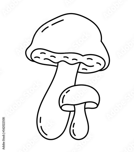 Boletus edulis. Edible mushrooms. Vector line. Editable outline stroke.