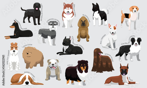 Medium Dog Breeds With Names Set Various Kind Identify Cartoon Vector