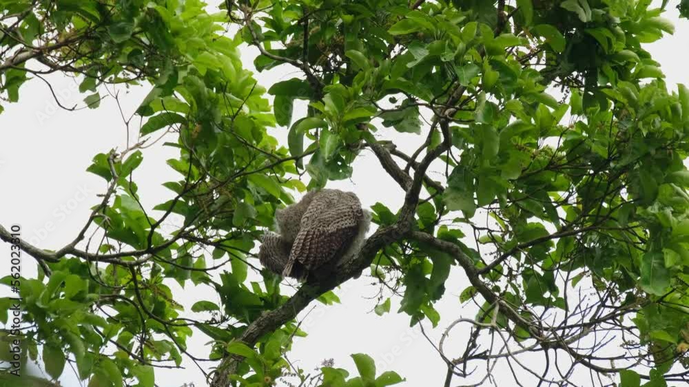 Seen from its back preening its left wing during a windy day, Spot-bellied Eagle-owl Bubo nipalensis, Kaeng Krachan National Park, Thailand.
