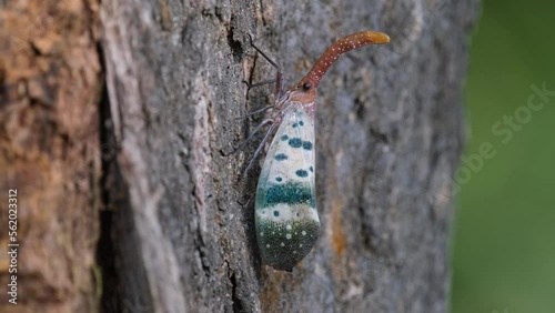 Subtly moving its legs and body while resting on the bark of the tree during the afternoon, Lanternfly, Pyrops ducalis Sundayrain, Khao Yai National Park, Thailand. photo