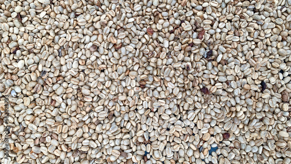 Coffee bean drying in a yard ,Coffee beanbackground Coffee bean drying in a yard ,Coffee beanbackground