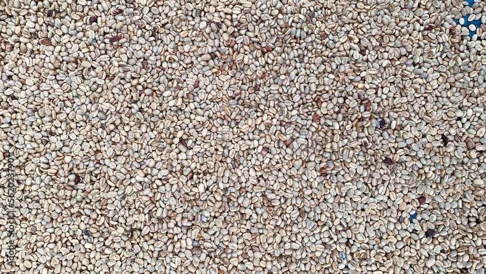 Coffee bean drying in a yard ,Coffee beanbackground Coffee bean drying in a yard ,Coffee beanbackground
