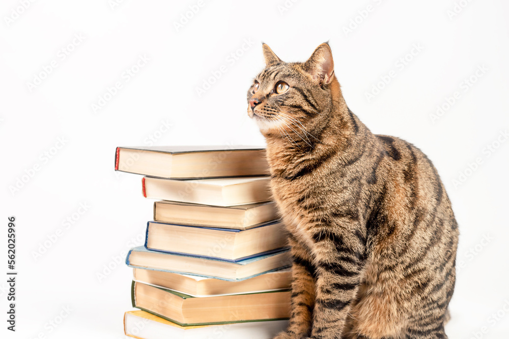 Striped cat with books on a light background. Striped cat with books on a light background.