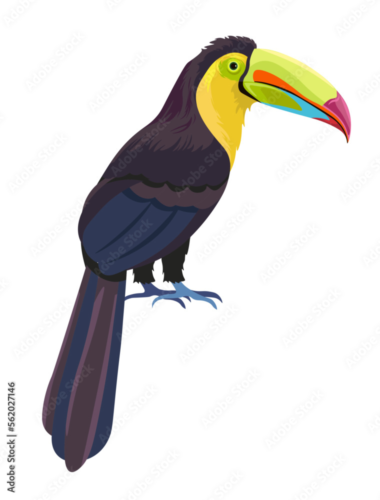 Obraz premium Exotic bird with big beak, tropical avian animal